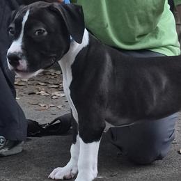 American Staffordshire Terrier Puppies from Shaner's Amstaffs