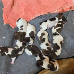 Boy 1 - Liver roan male German Shorthaired Pointer puppy in Henderson, Texas from C4 Gun Dogs