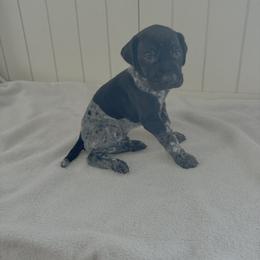 Ranger - Black roan male German Shorthaired Pointer puppy in Ohio from Eric and Michelle's GSP