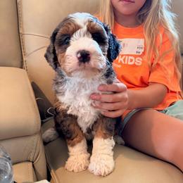 Cactus - Blue merle male Bernedoodle puppy in Royse City, Texas from Platinum Bernedoodles of Texas