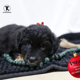 Venus-Black Tri Female - Minimal White - Black tri female Toy Australian Shepherd puppy in Nacogdoches, Texas from TK Standard, Mini, & Toy Aussies
