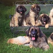 Leonbergers from Quinnehtukqut Leonbergers
