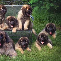 Leonbergers from Quinnehtukqut Leonbergers