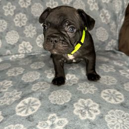 Boy 3 - Brindle French Bulldog puppy in The Dalles, Oregon from RC French Bulldogs