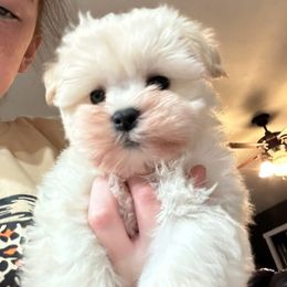 Cooper - White male Miniature Schnauzer puppy in Lockney, West Virginia from S&T Kennels