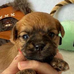 Jawa (zippy) - Red male Brussels Griffon puppy in Seneca, Missouri from Stephanie’s Puppy Colony