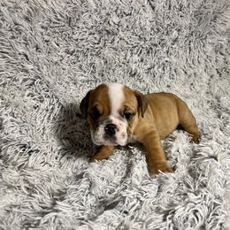 Girl 3 - Bulldog puppy in Fort Wayne, Indiana from Big Time Bulldogs