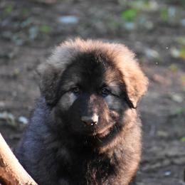 Gray - Gray sable male Shiloh Shepherd puppy in Indianapolis, Indiana from Echo Shilohs