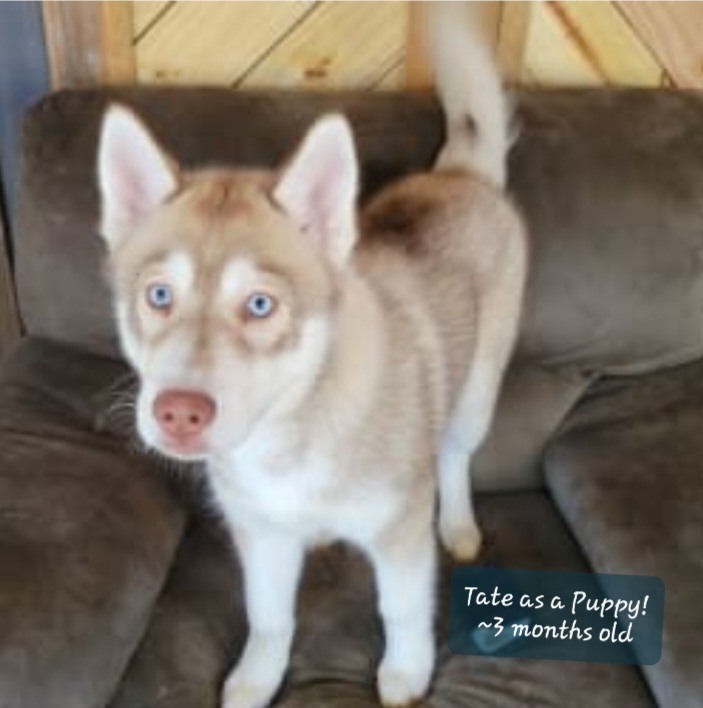 Siberian Husky Puppies from Thornbury Kennel