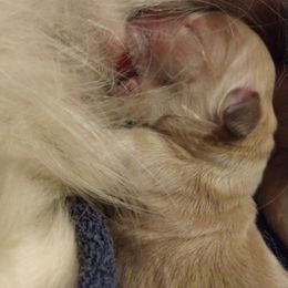 Golden Retriever Puppies from Superior Gold Golden Retrievers