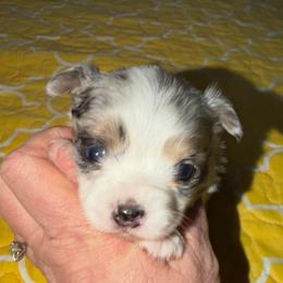 Rocky (discounted for overbite) - Blue merle male Chihuahua puppy in Seneca, Missouri from Stephanie’s Puppy Colony