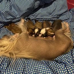 Chinese Crested Puppies from Cosmopawlitan