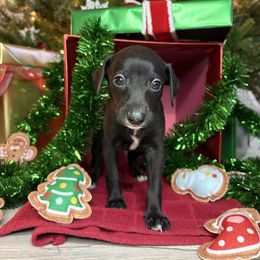 Jet - White and black male Italian Greyhound puppy in Haywood, Kentucky from Kentucky Greyhounds