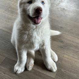 Girl 2 - Peach collar - White female Siberian Husky puppy in Independence, Wisconsin from Hito's Huskies