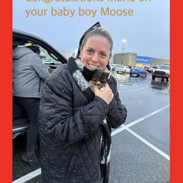 Biewer Terrier and Yorkshire Terrier Puppies from South Georgia Yorkies and Biewers