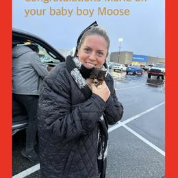 Biewer Terrier and Yorkshire Terrier Puppies from South Georgia Yorkies and Biewers