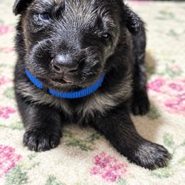 Boy 3 - Black and tan male German Shepherd puppy in Allentown, Pennsylvania from VMH Shepherds