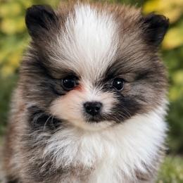 Teddy Graham - Cream sable parti male Pomeranian puppy in Buck Valley, Pennsylvania from Buck Valley Pomeranians