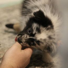 Australian Shepherd, Miniature Australian Shepherd, and Toy Australian Shepherd Puppies from Elmo’s Toy and Miniature Australian Shepherds