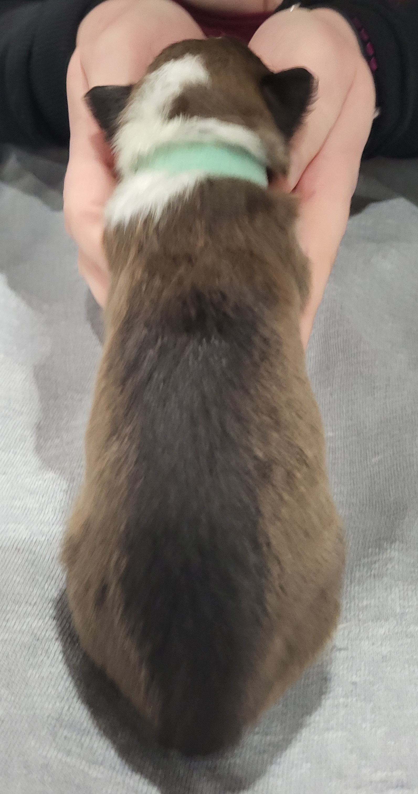 Shetland Sheepdog Puppies from Terri  Riley