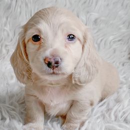 Dachshunds from Peaches and Cream Dachshunds