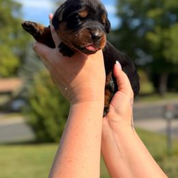 Balthazar Von Zirbes Hundehutte - Black and tan male Beauceron puppy in Excelsior, Minnesota from Von Zirbes Hundehutte