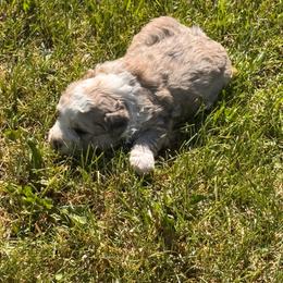 Boy 1 - Merle male Shihpoo puppy in Junction, Utah from Sugar Doodles