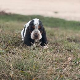 MC 56- GREY - Black brown and white male Basset Hound puppy in Conway, Missouri from Ozark Mountain Kennel