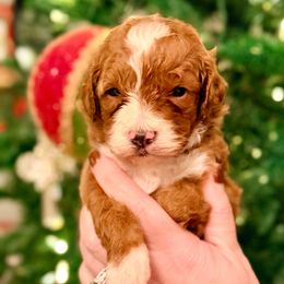Joy - White - Red  female Goldendoodle puppy in Philadelphia, Mississippi from Oakie Doodles