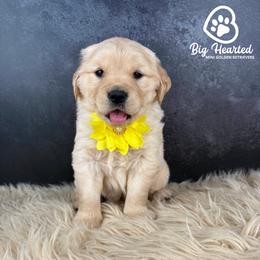 Latte - White female Companion Cross puppy in Utah County, Utah from Big Hearted Breeders