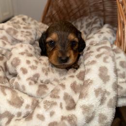 Mardi - Red female Dachshund puppy in Pontotoc, Mississippi from Toddy Kennels