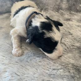 Blaze - Parti male Poodle puppy in Haddam, Kansas from Golden B Acres