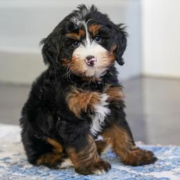 Ted - Tri-color male Bernedoodle puppy in Dundee, Ohio from Down Home Doodle