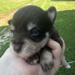 Boy 1 - Liver male Miniature Schnauzer puppy in West Point, Nebraska from Canyon Rose Schnauzers