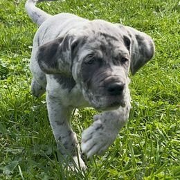 Great Dane Puppies from BkB’s House of Danes