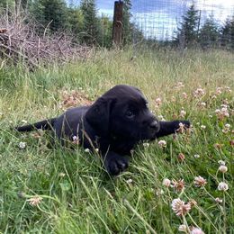 Labrador Retriever Puppies from Corner Crest Labs