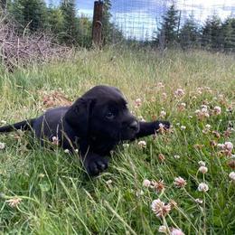 Labrador Retriever Puppies from Corner Crest Labs