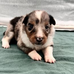 Boy 1 - Blue merle white and tan male Shetland Sheepdog puppy in Pensacola, Florida from Nancy Barger's Siberian Huskies