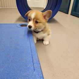 Bulldog and Pembroke Welsh Corgi Puppies from Salted Rim Corgis