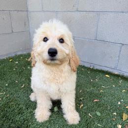 White - Cream female Goldendoodle puppy in Bakersfield, California from Lavish Doodles