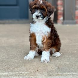 Cider - Sable male Bernedoodle puppy in Tulsa, Oklahoma from The Poodle Co. Raising Doodles & Poodles