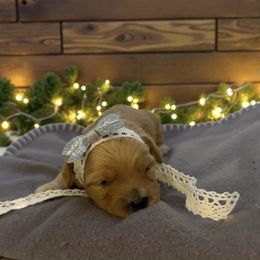 Aspen - Red female Maltipoo puppy in St. George, Utah from Winchester Hills Poodles and Doodles