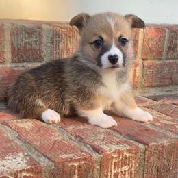 Sue - Sable female Pembroke Welsh Corgi puppy in Morton, Mississippi from Southern Magnolia Corgis