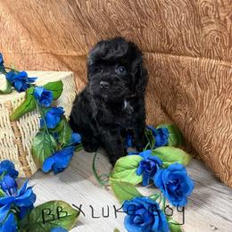 BB black boy 1 - Black male Cockapoo puppy in Haines City, Florida from Camic Cockapoos