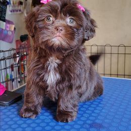 Millie - Chocolate female Shih Tzu puppy in Memphis, Tennessee from Thorntons Fur Crew