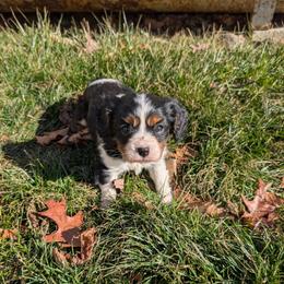 Jake - Tri-color male Cavalier King Charles Spaniel puppy in New Holland, Pennsylvania from Mountain Breeze Puppies