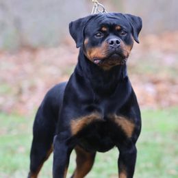 Hyjaka - Rottweiler