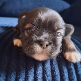 Brave - Tricolor male Shih Tzu puppy in Memphis, Tennessee from Lady and the Tramp