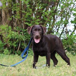 Rise - Chocolate female Labrador Retriever puppy in Morrilton, Arkansas from Ancient Dogges Performance Dogs