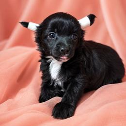 Remy - Black male Chinese Crested puppy in Ocala, Florida from Crestie Charm Cottage